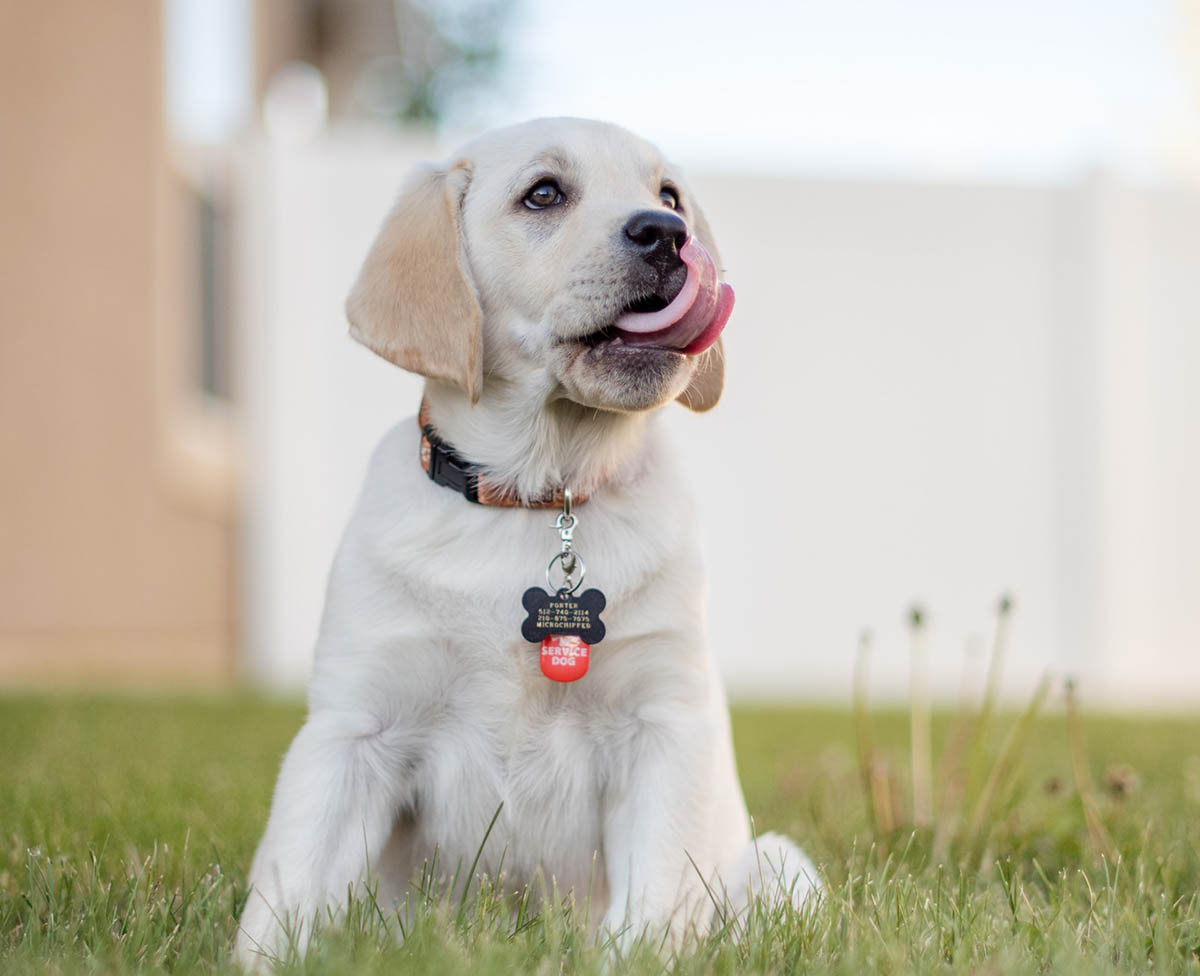 What Is Dog Collar Rash & How To Treat It