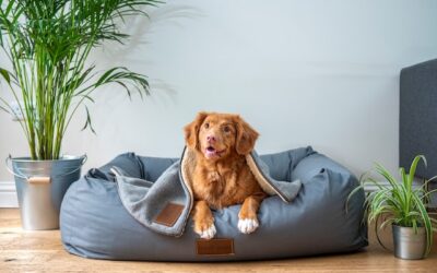 How Long Should A Puppy Sleep In Your Room?