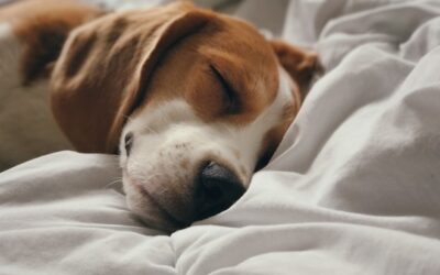 How Long Should A Dog Sleep Per Day?