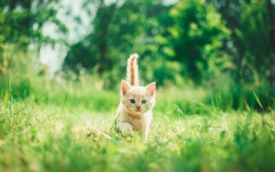 What Is Catnip & What Does It Do To Cats?