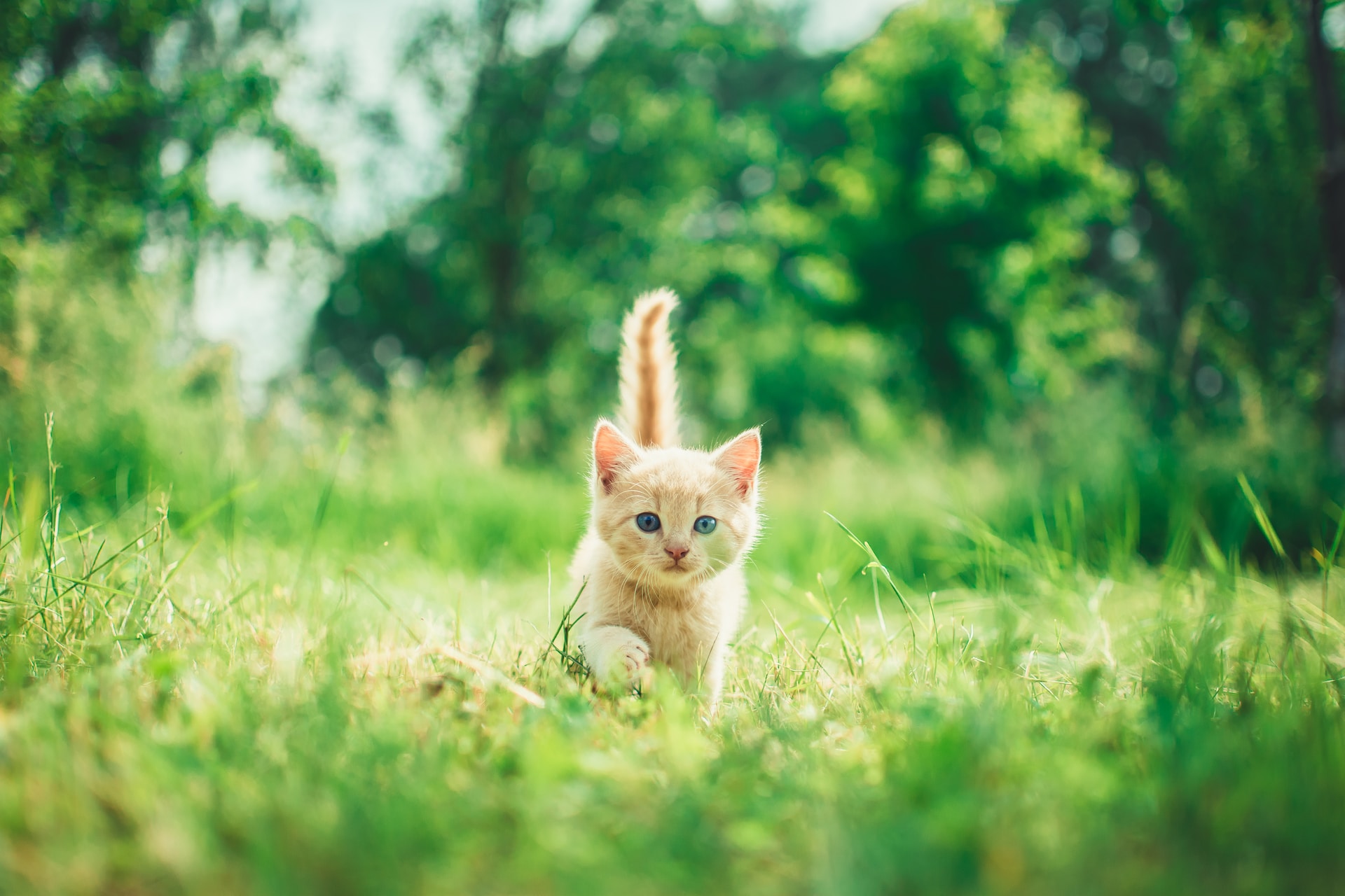 cat walking through grass