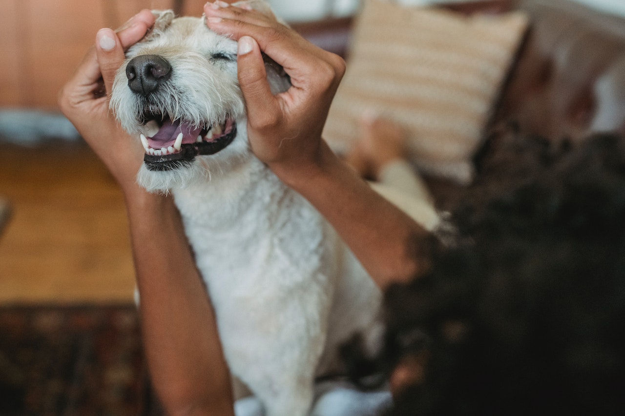 dog with owner