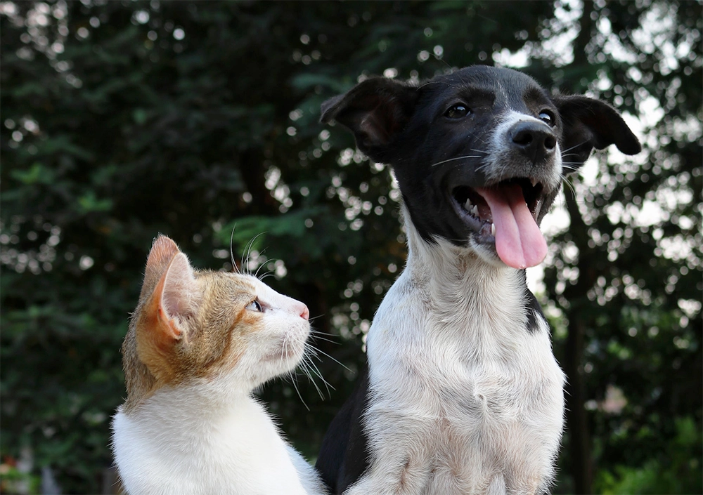 cat and dog