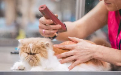 How To Groom A Cat: Tips & Tricks