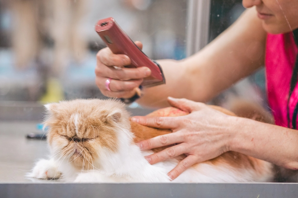 grooming a cat