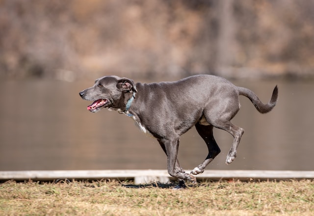 dog running