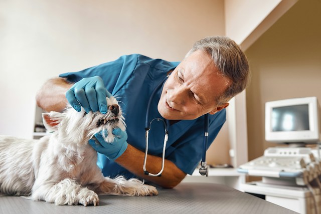 vet checking dog's teeth