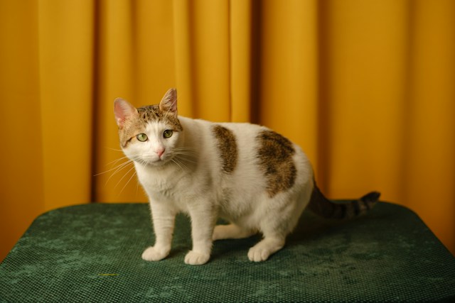 cat in a house