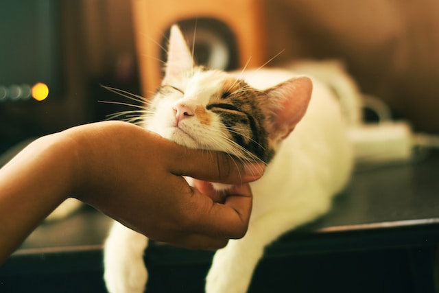 person scratching cat's head